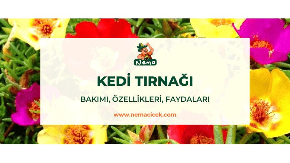 Kedi Tırnağı Bakımı (Portulaca Grandiflora) Özellikleri, Faydaları