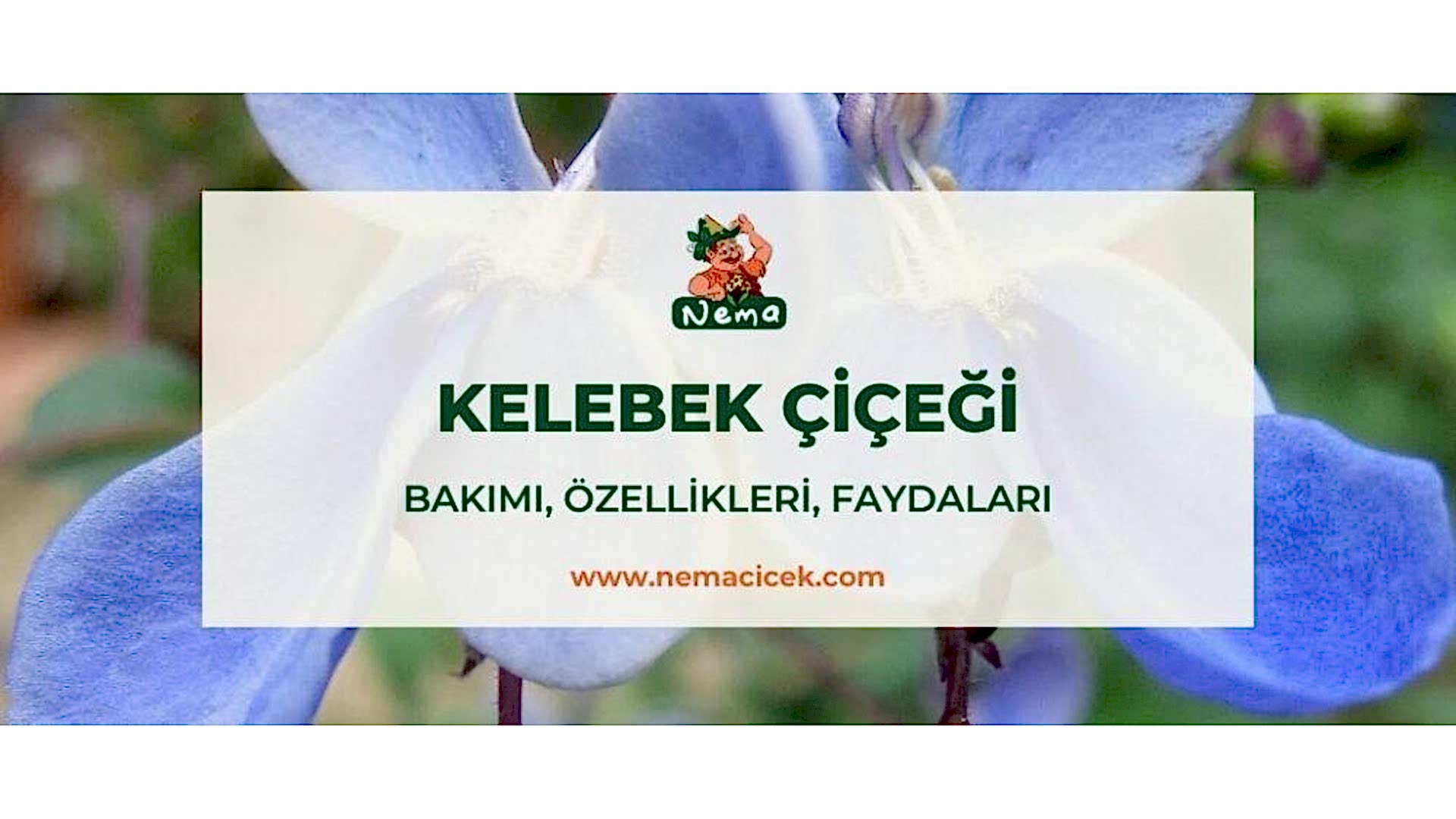 https://wwweees.com/image/cache/catalog/blog-image/kelebek-cicegi-nemacicek-blog-1920x1080.jpg