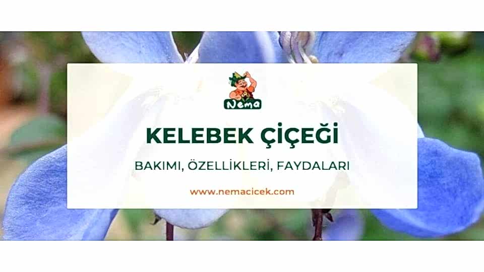 Kelebek Çiçeği (Clerodendrum ugandense) Bakımı, Özellikleri, Faydaları, Anlamı