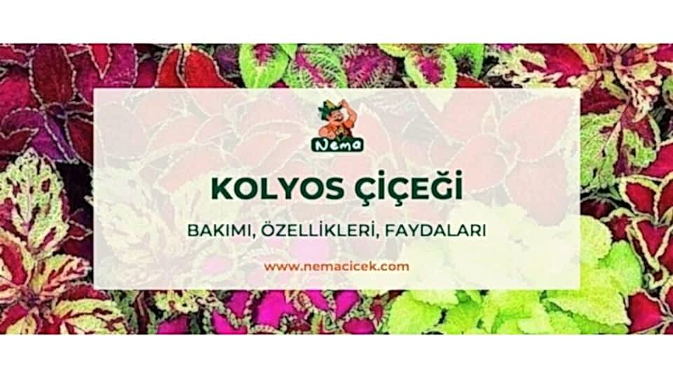 Kolyos Çiçeği (Coleus) Bakımı, Özellikleri, Faydaları