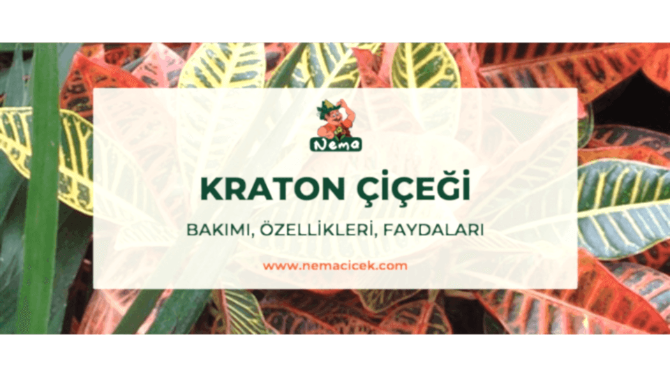 Kraton Çiçeği Bakımı (Croton Petra), Özellikleri, Faydaları