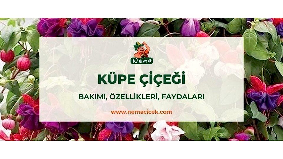 Kuruyan Küpe Çiçeği Nasıl Canlandırılır?