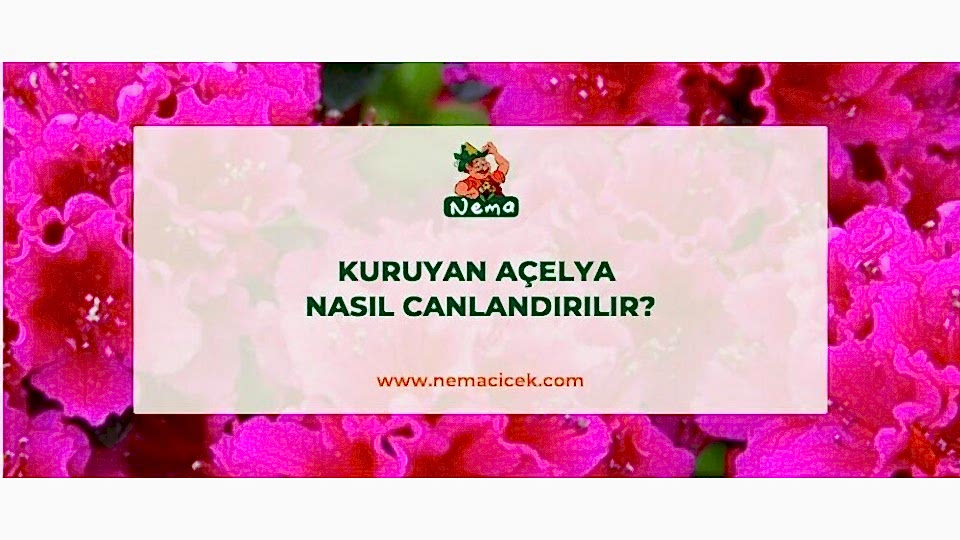 Kuruyan Açelya Nasıl Canlandırılır?