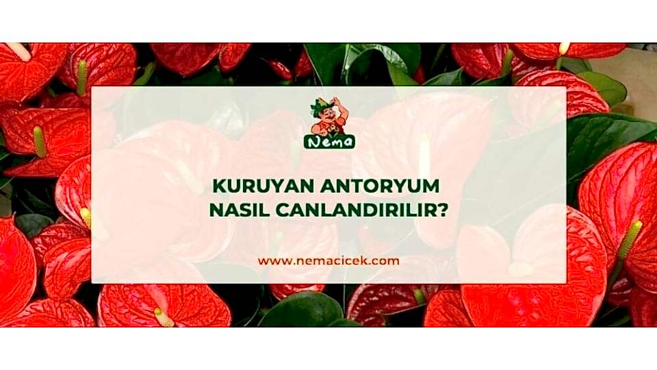 Kuruyan Antoryum Nasıl Canlandırılır?