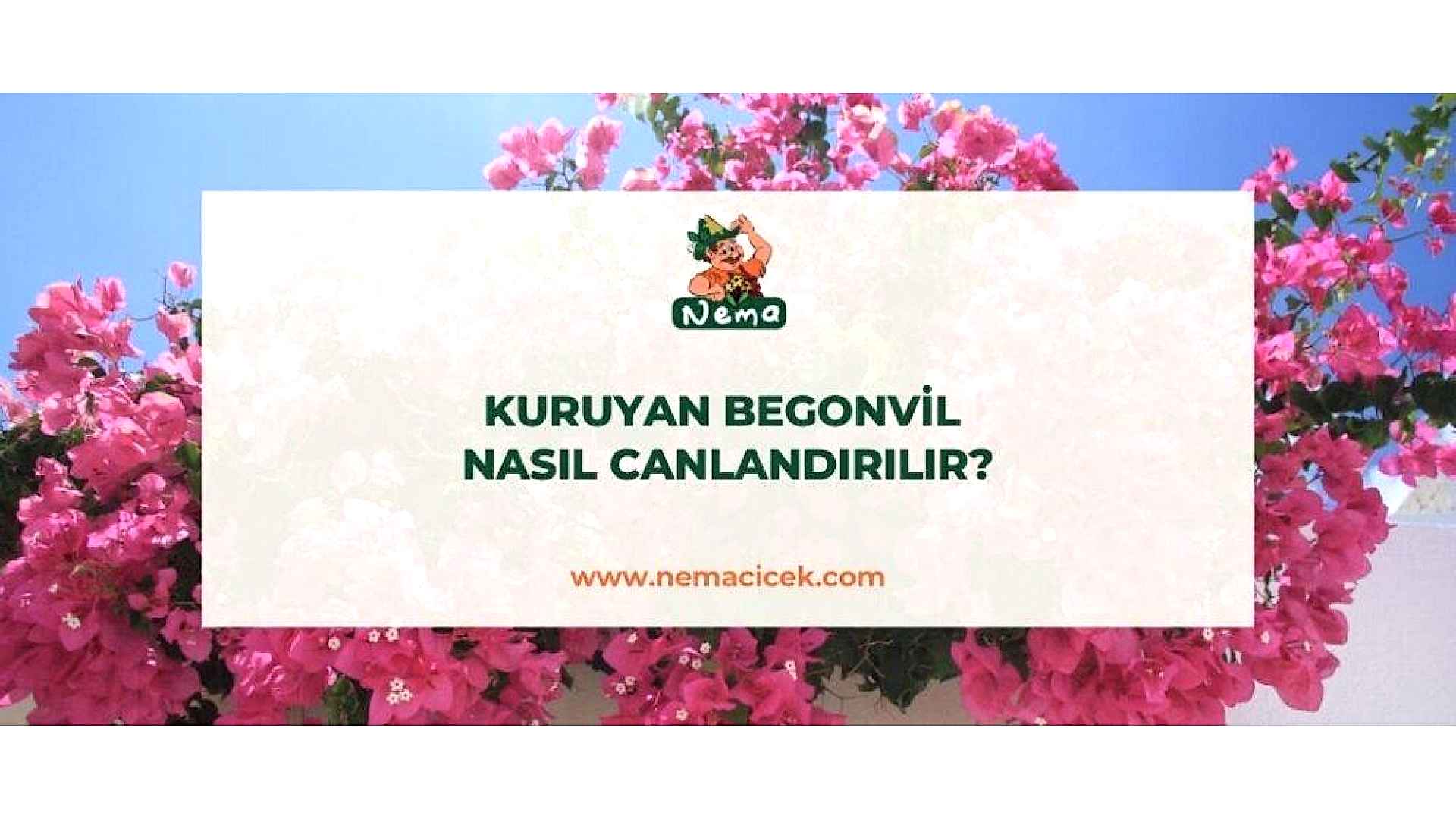 https://wwweees.com/image/cache/catalog/blog-image/kuruyan-begonvil-nasil-canlandirilir-nemablog-1920x1080.jpg