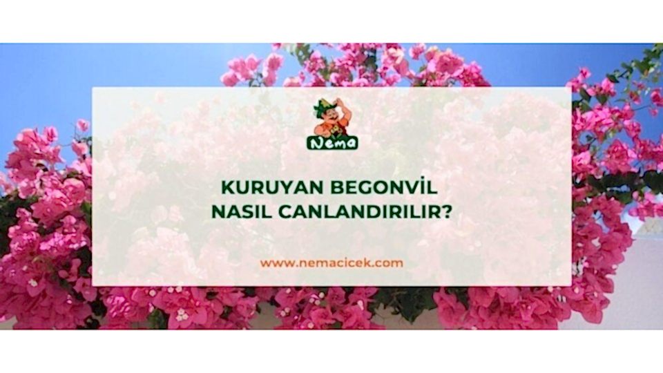 Kuruyan Begonvil Nasıl Canlandırılır ? Begonvilim Kurudu Ne Yapmalıyım?