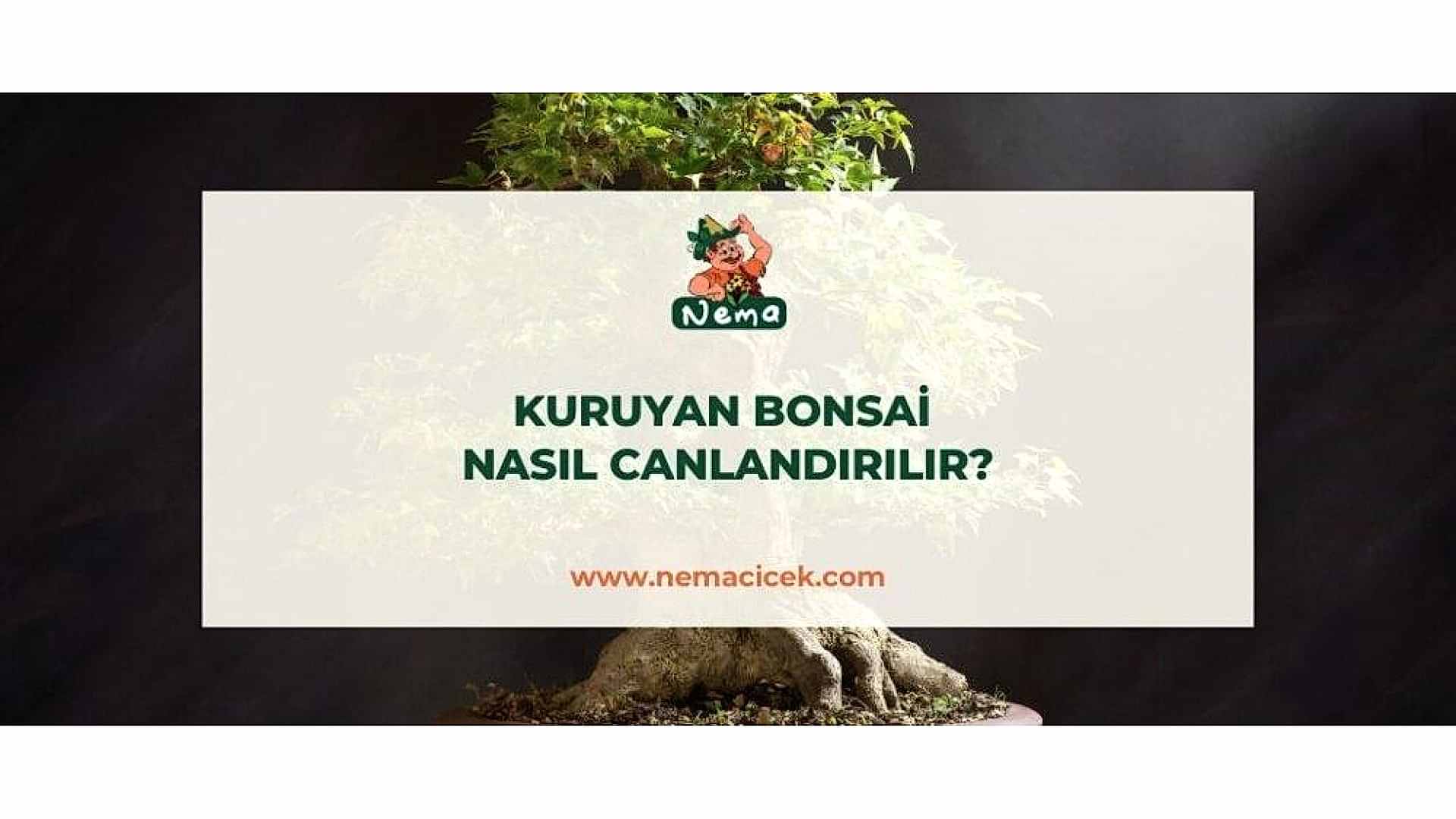 https://wwweees.com/image/cache/catalog/blog-image/kuruyan-bonsai-nasil-canlandirilir-nemablog-1920x1080.jpg