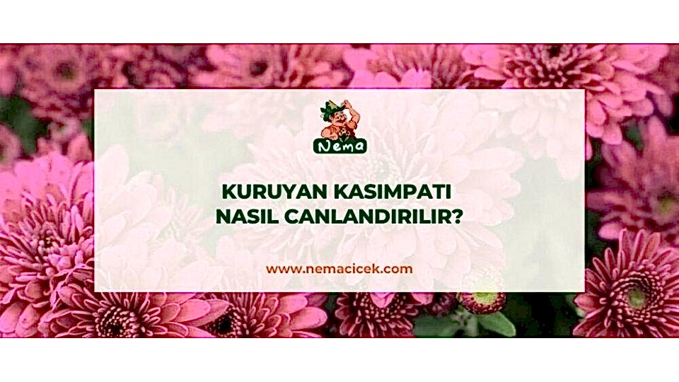 Kuruyan Kasımpatı Nasıl Canlandırılır?