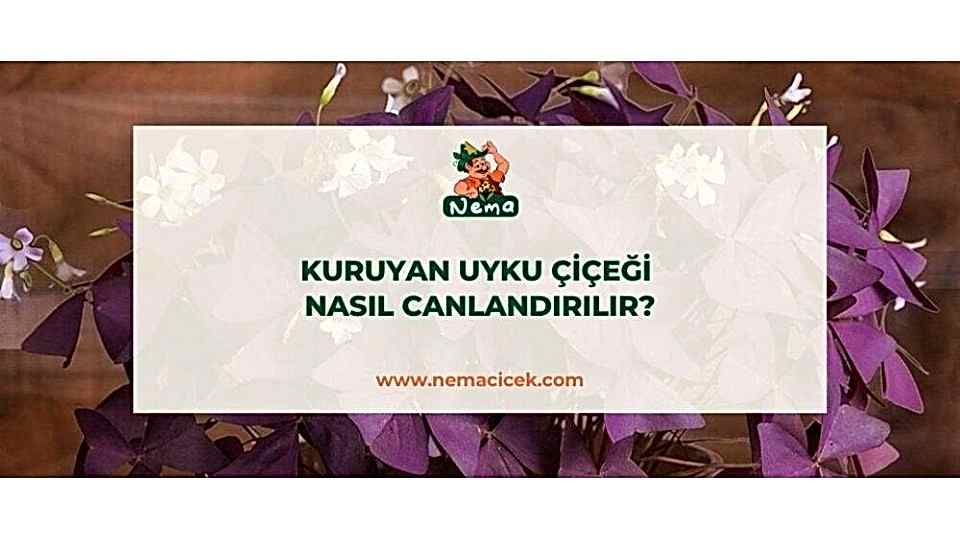 Kuruyan Uyku Çiçeği Nasıl Canlandırılır?