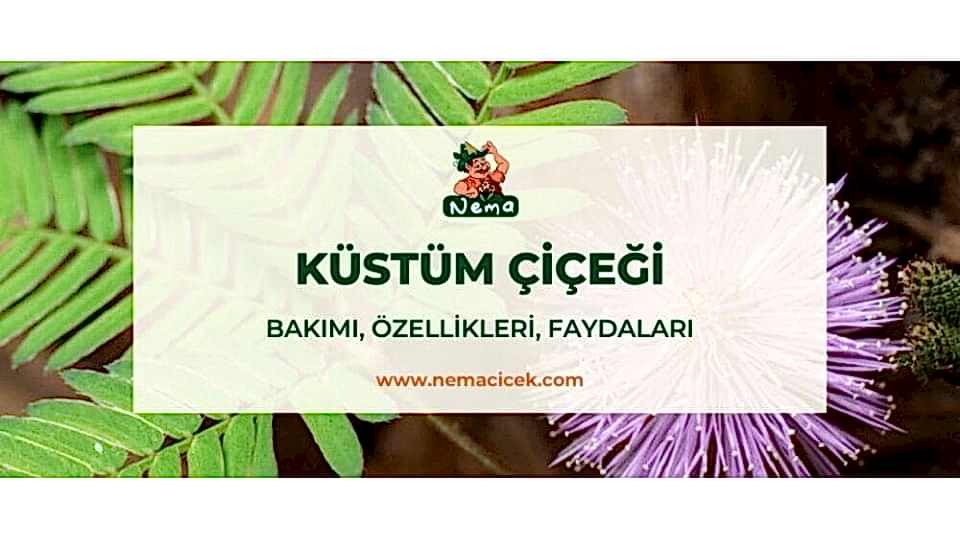 Küstüm Çiçeği (Mimosa Pudica) Bakımı, Özellikleri, Anlamı