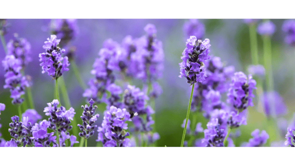 Lavanta Çiçeği Anlamı -  (Lavandula Angustifolia)