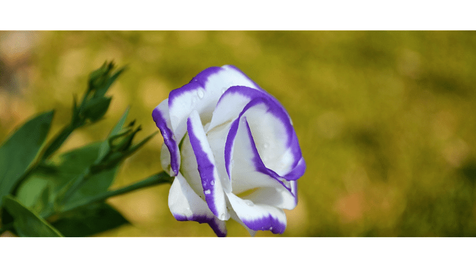 Lisyantus Çiçeği Anlamı - (Lisianthus)