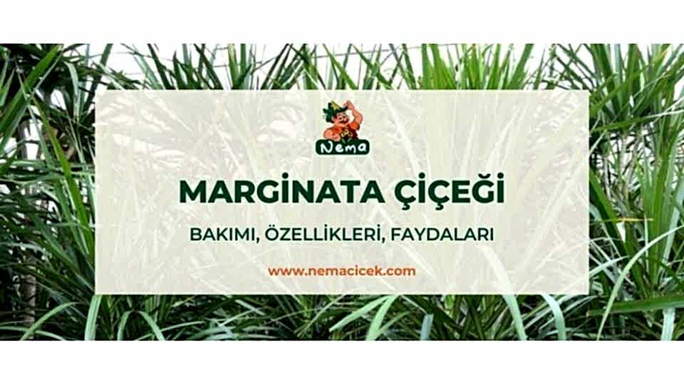 Marginata Çiçeği (Dracaena Marginata) Bakımı, Özellikleri, Faydaları