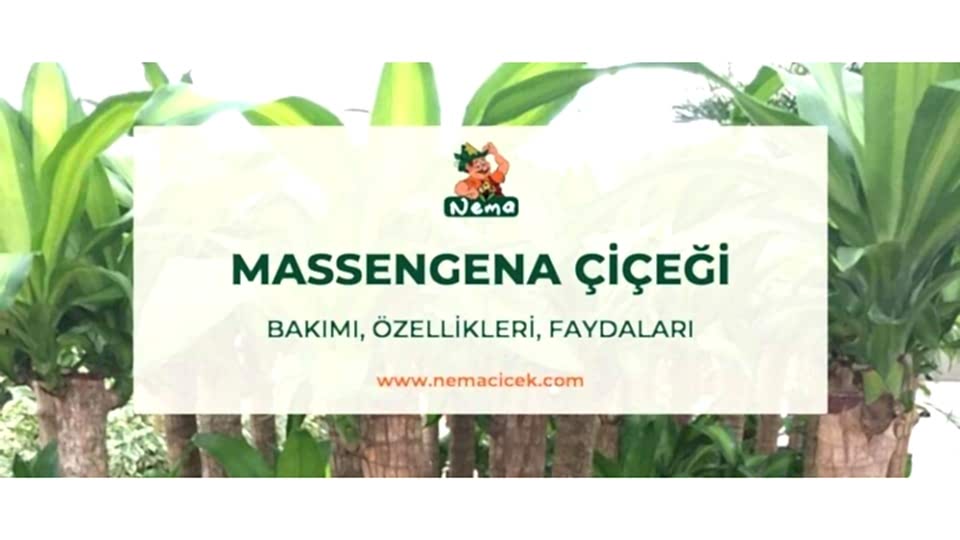 Massengena Çiçeği Bakımı, Özellikleri, Faydaları