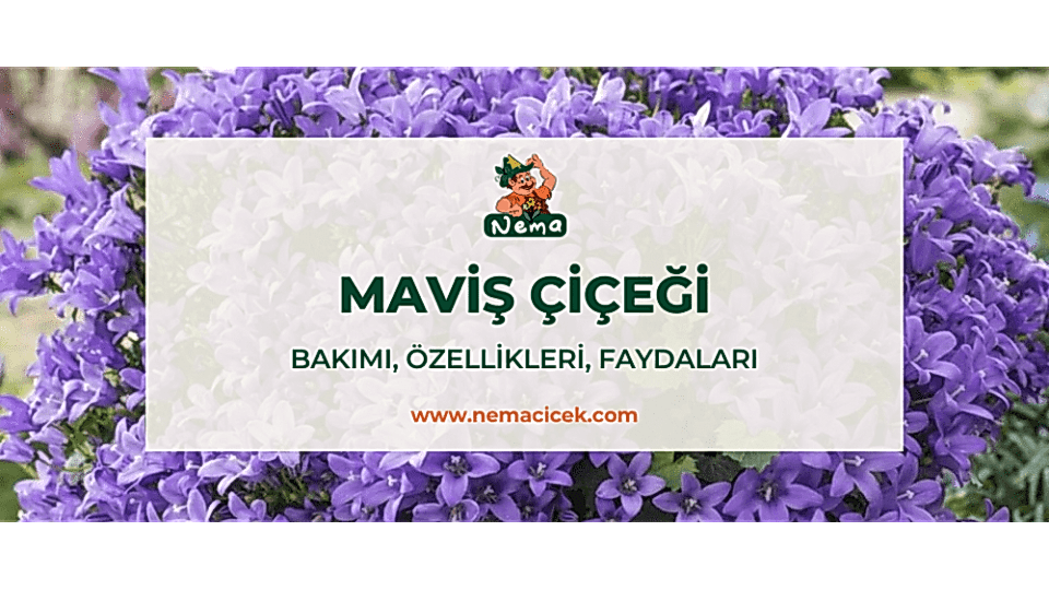 Maviş Çiçeği (Campanula Carpatica) Bakımı, Özellikleri, Faydaları