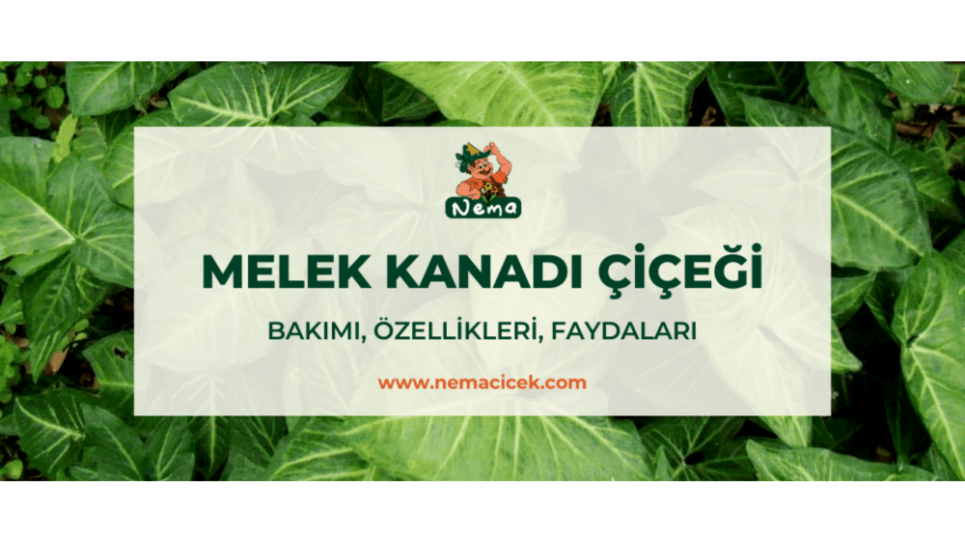 https://wwweees.com/image/cache/catalog/blog-image/melek-kanadi-cicegi-nemacicek-blog-1920x1080.png