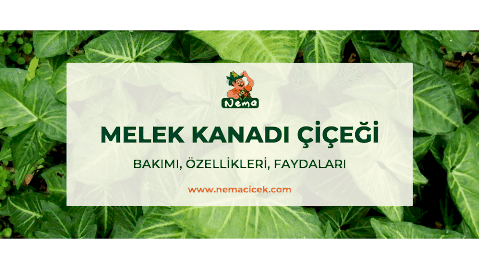 Melek Kanadı (Syngonium) Bakımı, Özellikleri, Faydaları