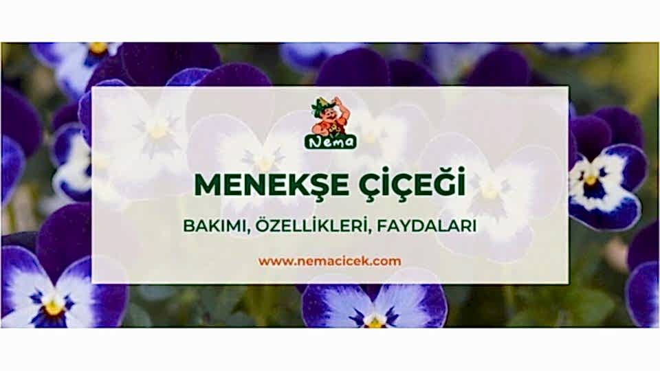 Menekşe Çiçeği, Bakımı, Özellikleri, Faydaları