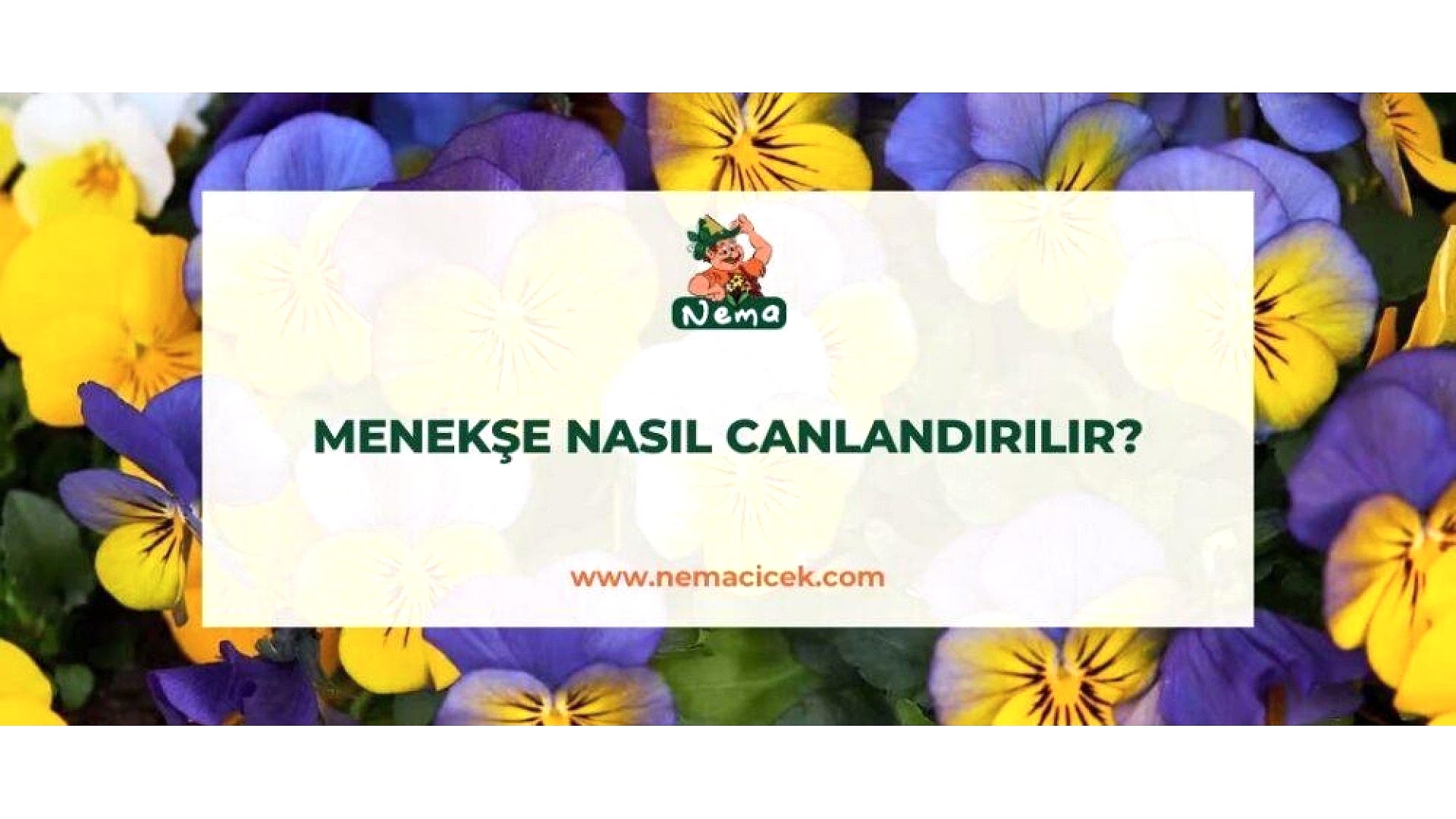 https://wwweees.com/image/cache/catalog/blog-image/menekse-nasil-canlandirilir-nemacicek-blog-1920x1080.jpg