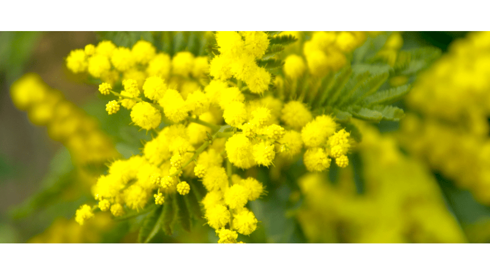 Mimoza Çiçeği Anlamı – (Mimosa)