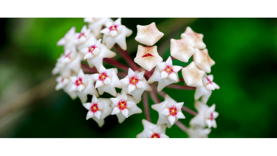 Mum Çiçeği Anlamı - (Hoya Carnosa)