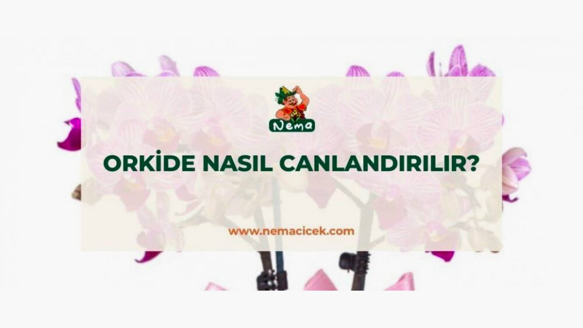 https://wwweees.com/image/cache/catalog/blog-image/orkide-nasil-canlandirilir-nemacicek-blog-1-1920x1080.jpg