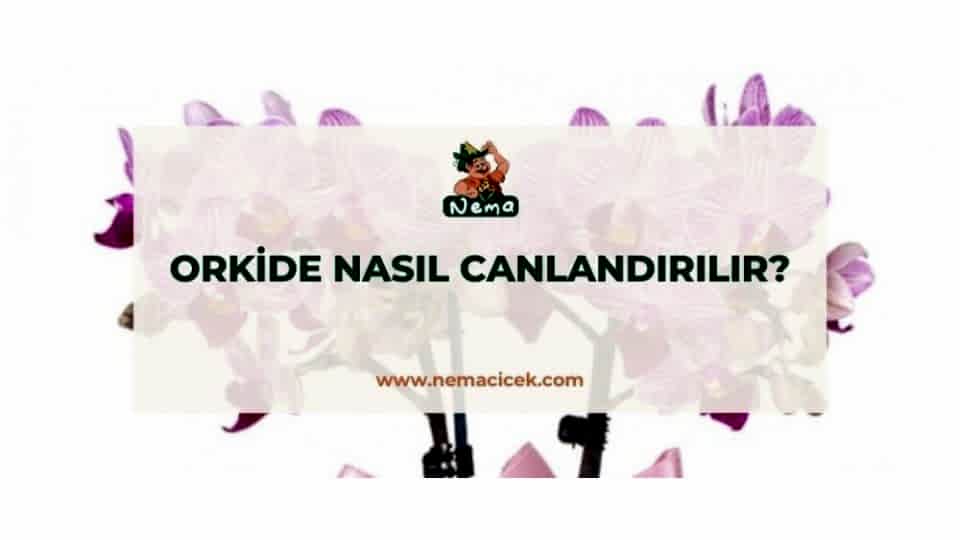 Orkide Nasıl Canlandırılır?