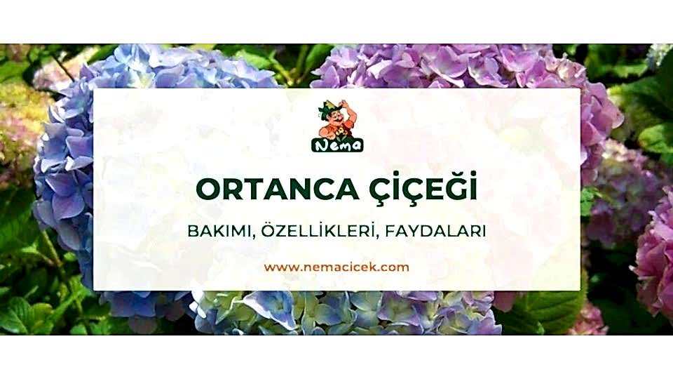 Ortanca Çiçeği (Hydrangea) Bakımı, Özellikleri, Faydaları