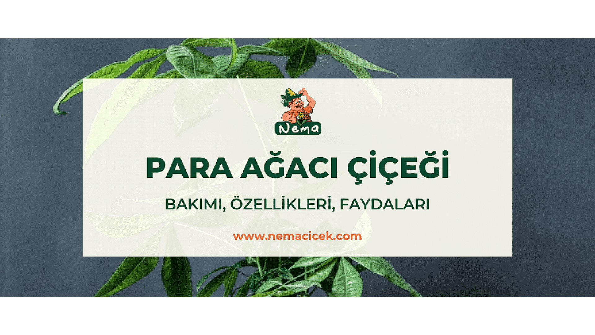 https://wwweees.com/image/cache/catalog/blog-image/para-agaci-cicegi-nemacicek-blog-1920x1080.png