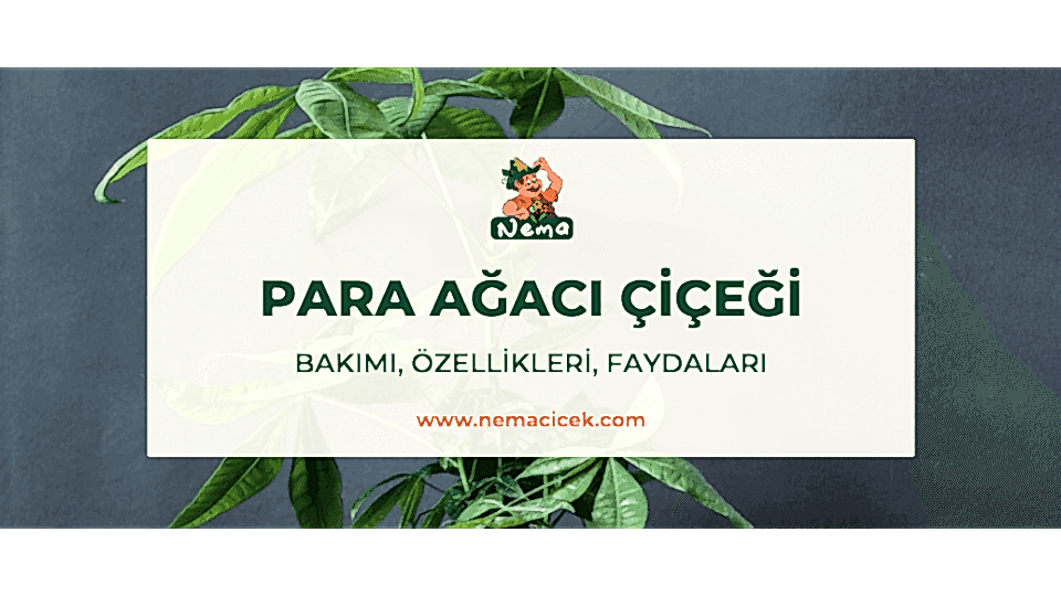 Para Ağacı Çiçeği (Pachira) Bakımı, Özellikleri, Anlamı