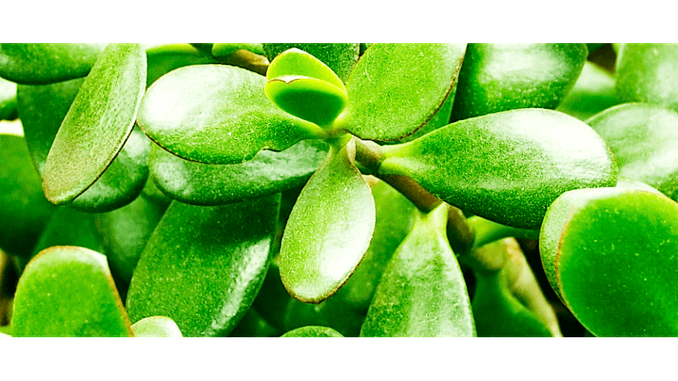 Para Çiçeği Anlamı – (Crassula Ovata)