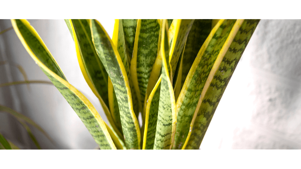 Paşa Kılıcı Anlamı - (Sansevieria)