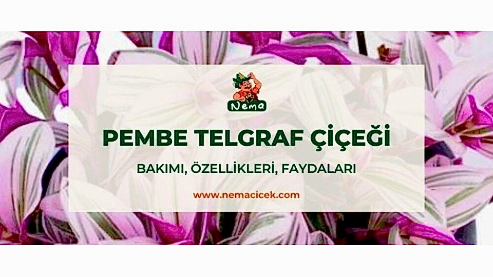 Pembe Telgraf Çiçeği (Tradescantia Nanouk) Bakımı, Özellikleri, Faydaları