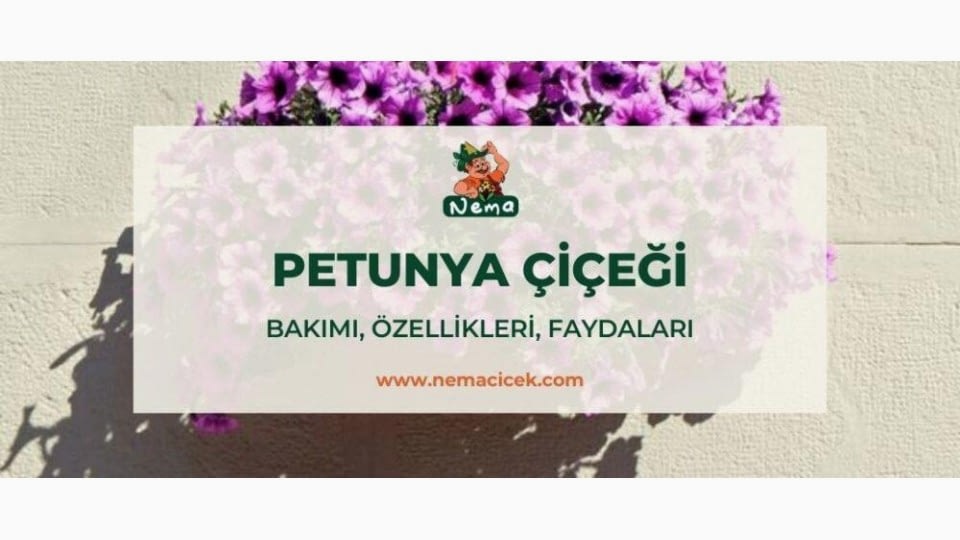 Petunya Çiçeği (Petunia, Hybrida) Bakımı, Özellikleri, Faydaları