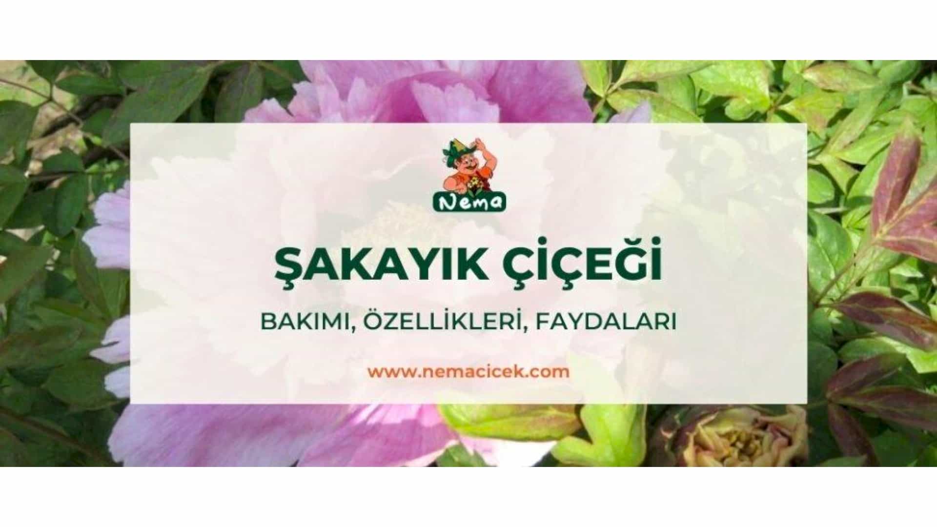 https://wwweees.com/image/cache/catalog/blog-image/sakayik-cicegi-nemacicek-blog-1920x1080.jpg