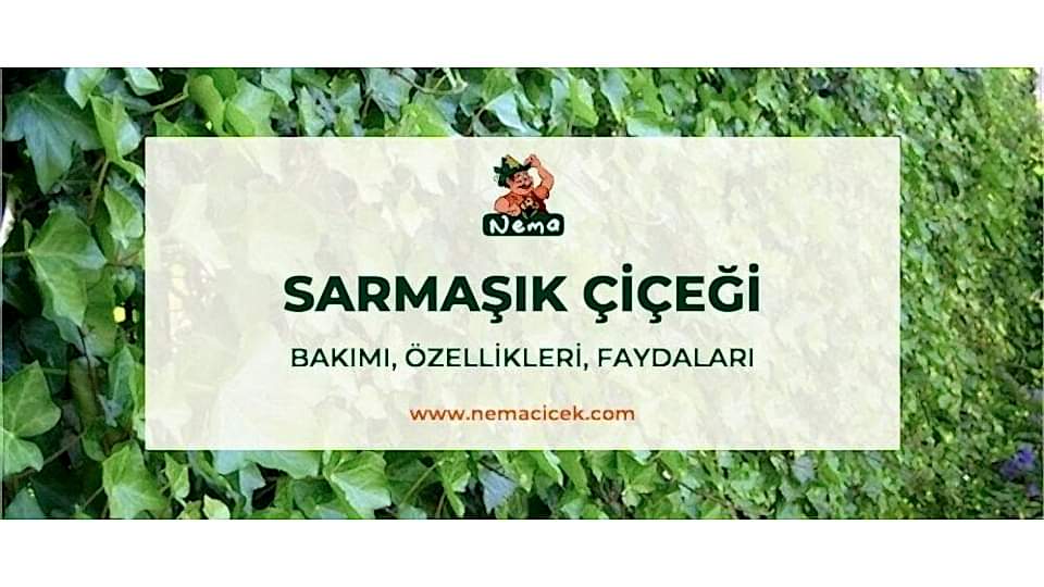 Sarmaşık Çiçeği (Hedera Helix) Bakımı, Özellikleri, Faydaları