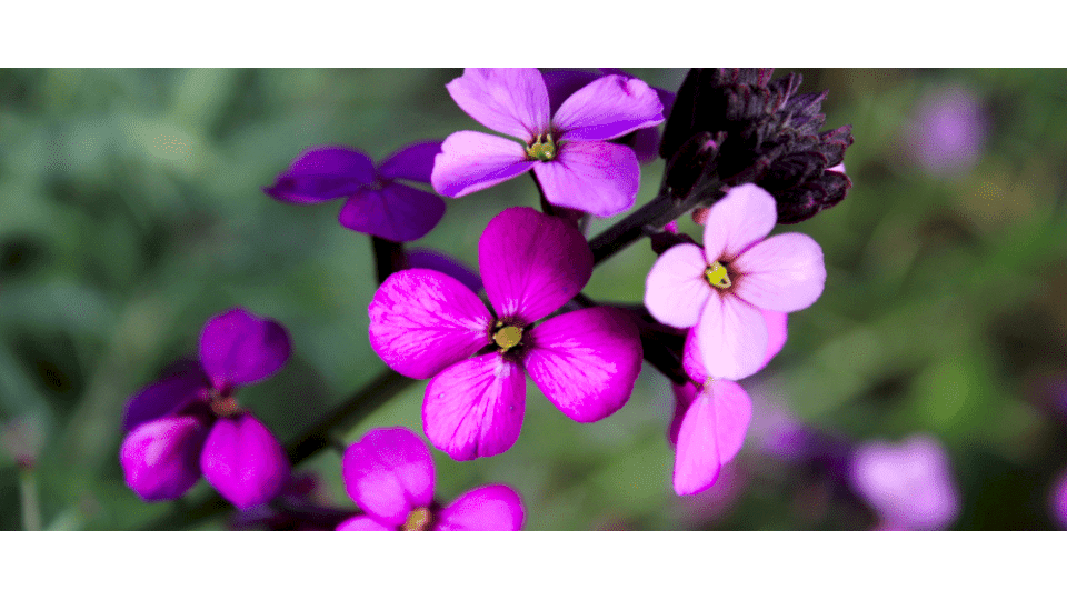 Şebboy Çiçeği Anlamı (Nicotiana Alata)