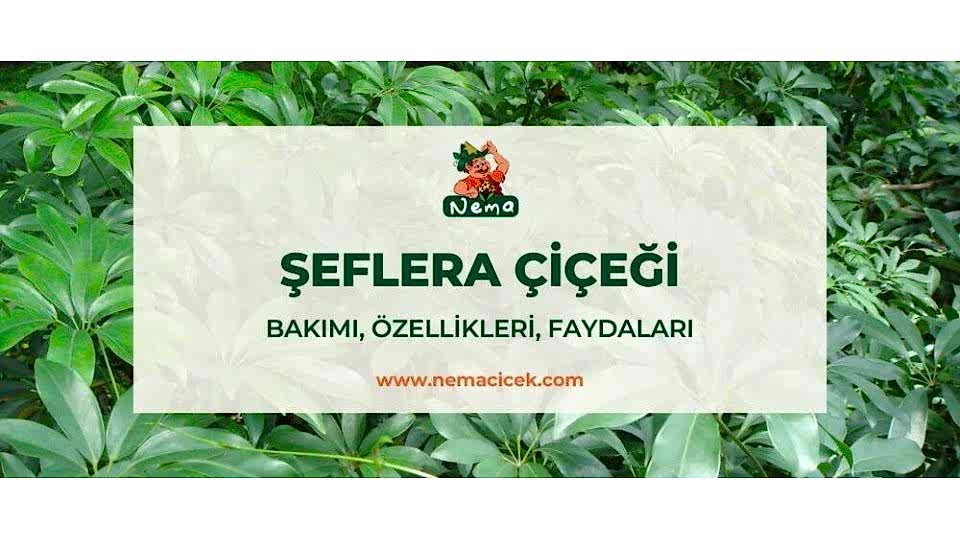 Şeflera Çiçeği (Schefflera) Bakımı, Özellikleri, Faydaları