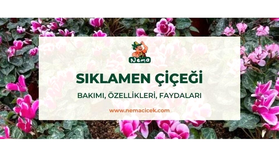 Sıklamen (Cyclamen) Bakımı, Özellikleri, Faydaları