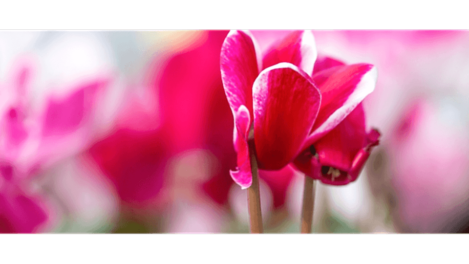 Sıklamen Çiçeği Anlamı – (Cyclamen)