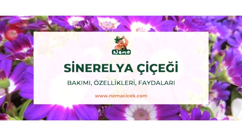 Sinerelya Çiçeği (Cineraria Cruentis) Bakımı, Özellikleri, Faydaları, Anlamı