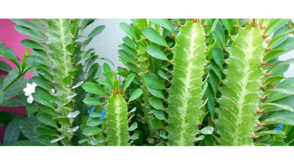 Süt Ağacı Anlamı - (Euphorbia Trigona)