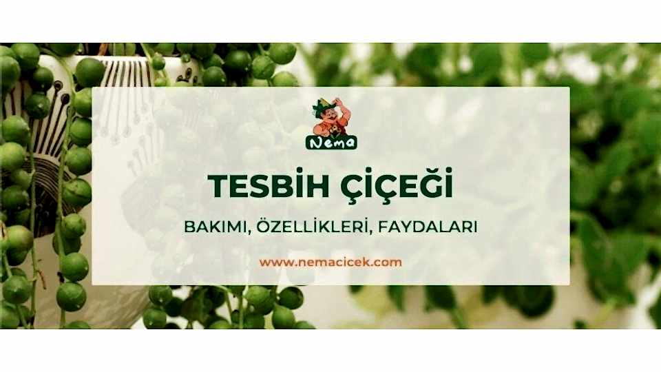 Tesbih Çiçeği (İnci Tanesi, Senecio Rowleyanus) Bakımı, Özellikleri, Faydaları