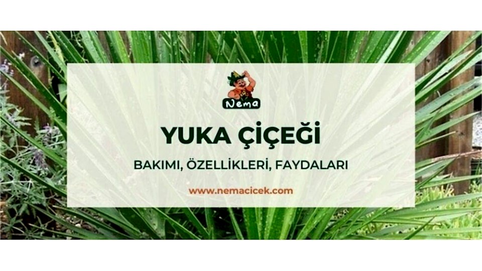 Yukka Çiçeği (Yucca, Avize, Yucca Gloriosa) Bakımı, Özellikleri, Faydaları