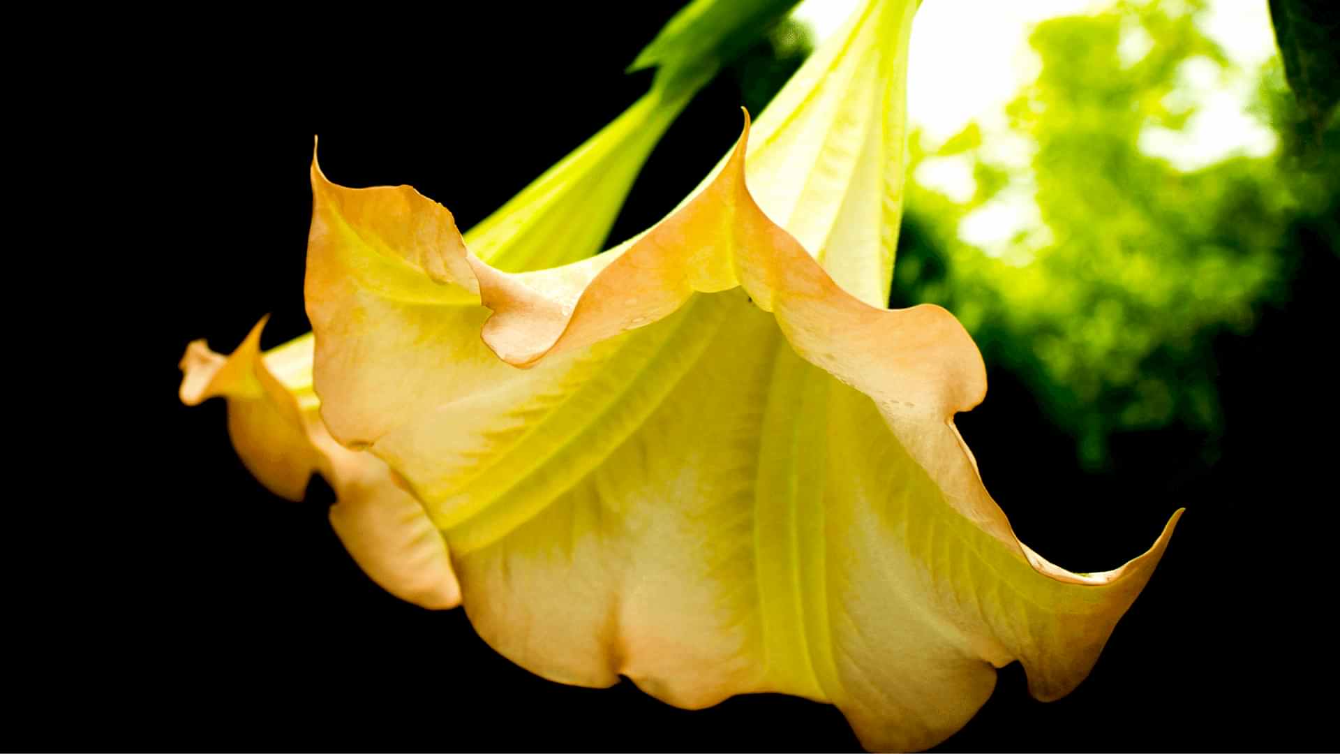 https://wwweees.com/image/cache/catalog/boru-cicegi-anlami--datura-stramonium-1920x1080.jpg