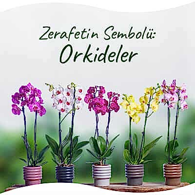 Orkideler