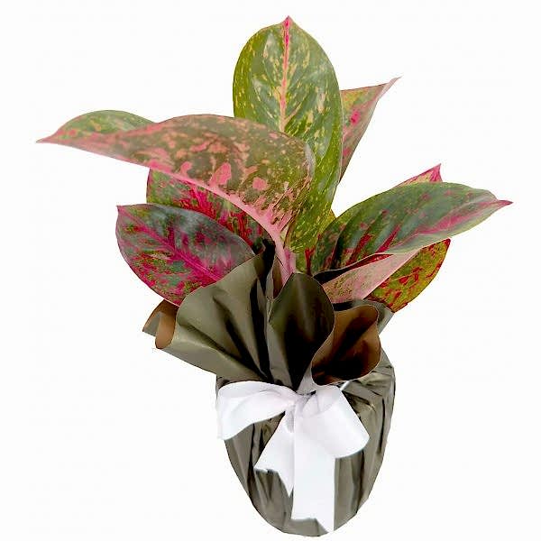 Aglaonema - Dark Star 