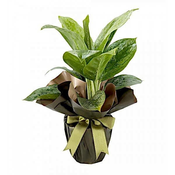 Aglaonema - Lemon Mint