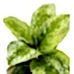 Aglaonema - Lemon Mint