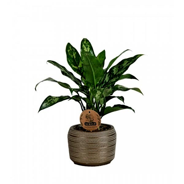 Aglaonema Maria - Bakır Maya